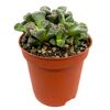 Lebende Steine verschiedene Sorten 5,5 cm Topf