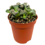 Lebende Steine verschiedene Sorten 5,5 cm Topf
