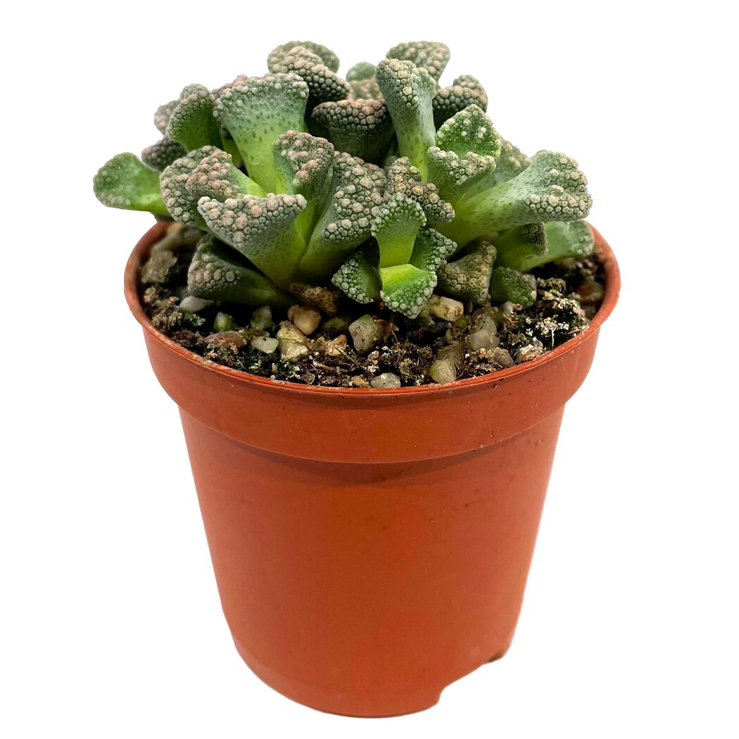 Lebende Steine verschiedene Sorten 5,5 cm Topf