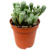 Lebende Steine verschiedene Sorten 5,5 cm Topf