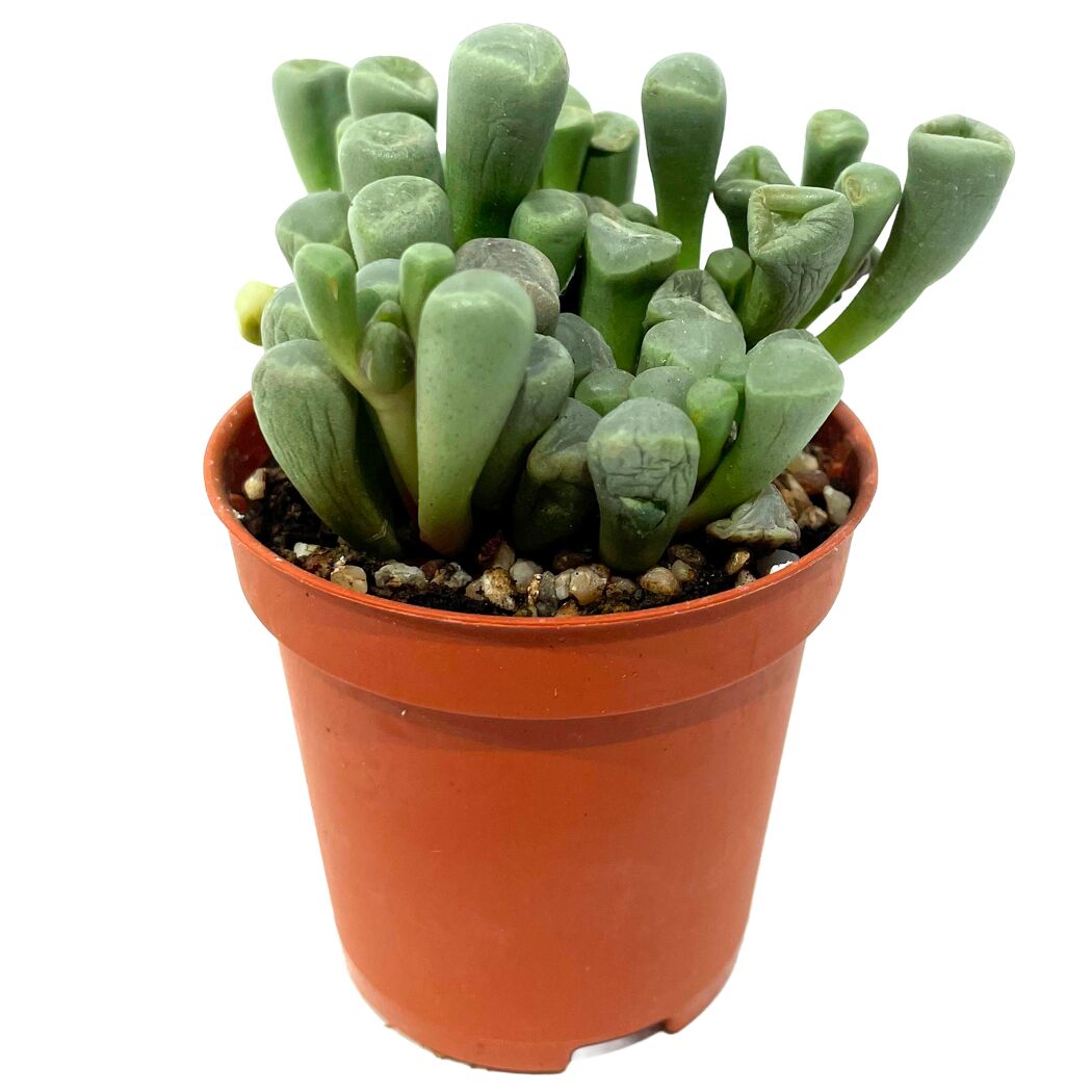 Lebende Steine verschiedene Sorten 5,5 cm Topf