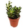 Lebende Steine verschiedene Sorten 5,5 cm Topf