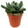 Lebende Steine verschiedene Sorten 5,5 cm Topf