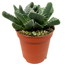Lebende Steine verschiedene Sorten 5,5 cm Topf