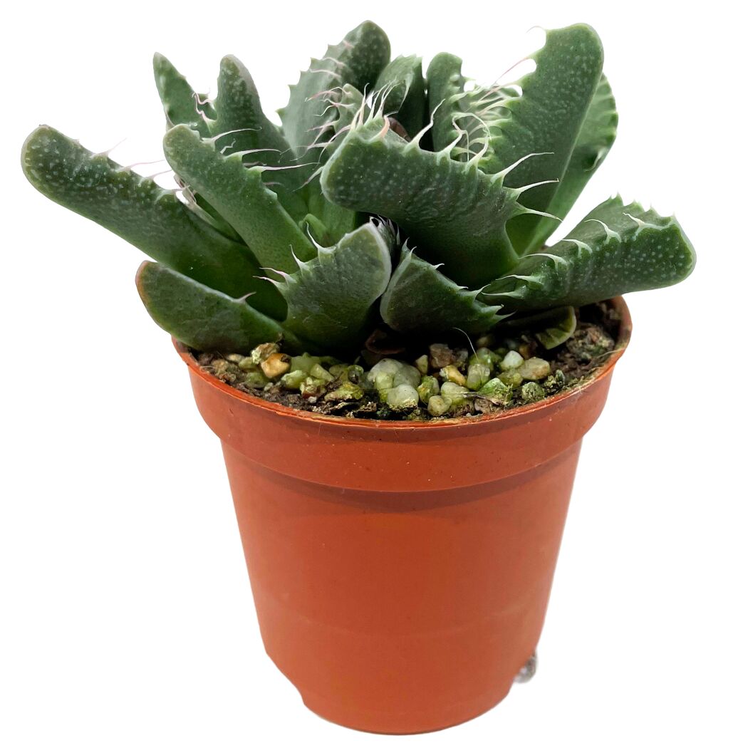 Lebende Steine verschiedene Sorten 5,5 cm Topf