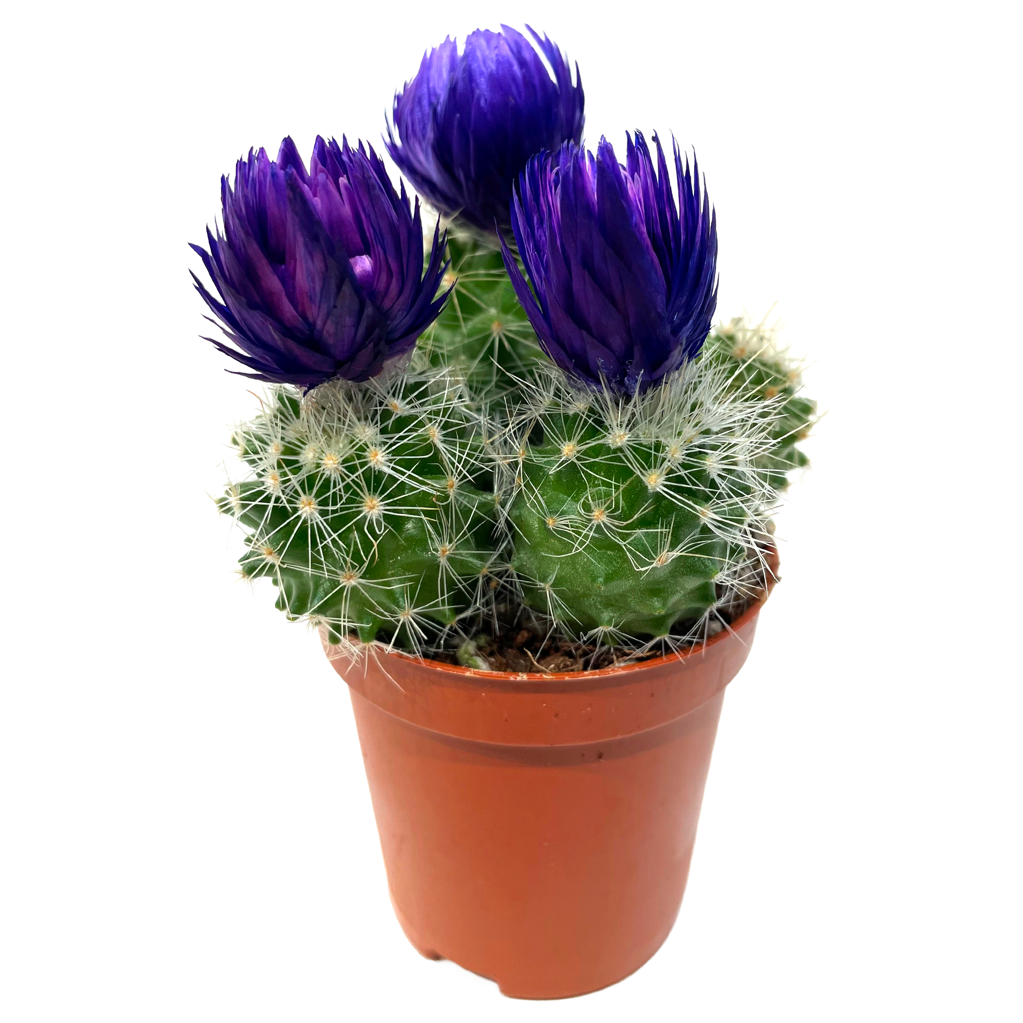 Kakteen verschiedene Sorten mit Strohblüten 5,5 cm Topf