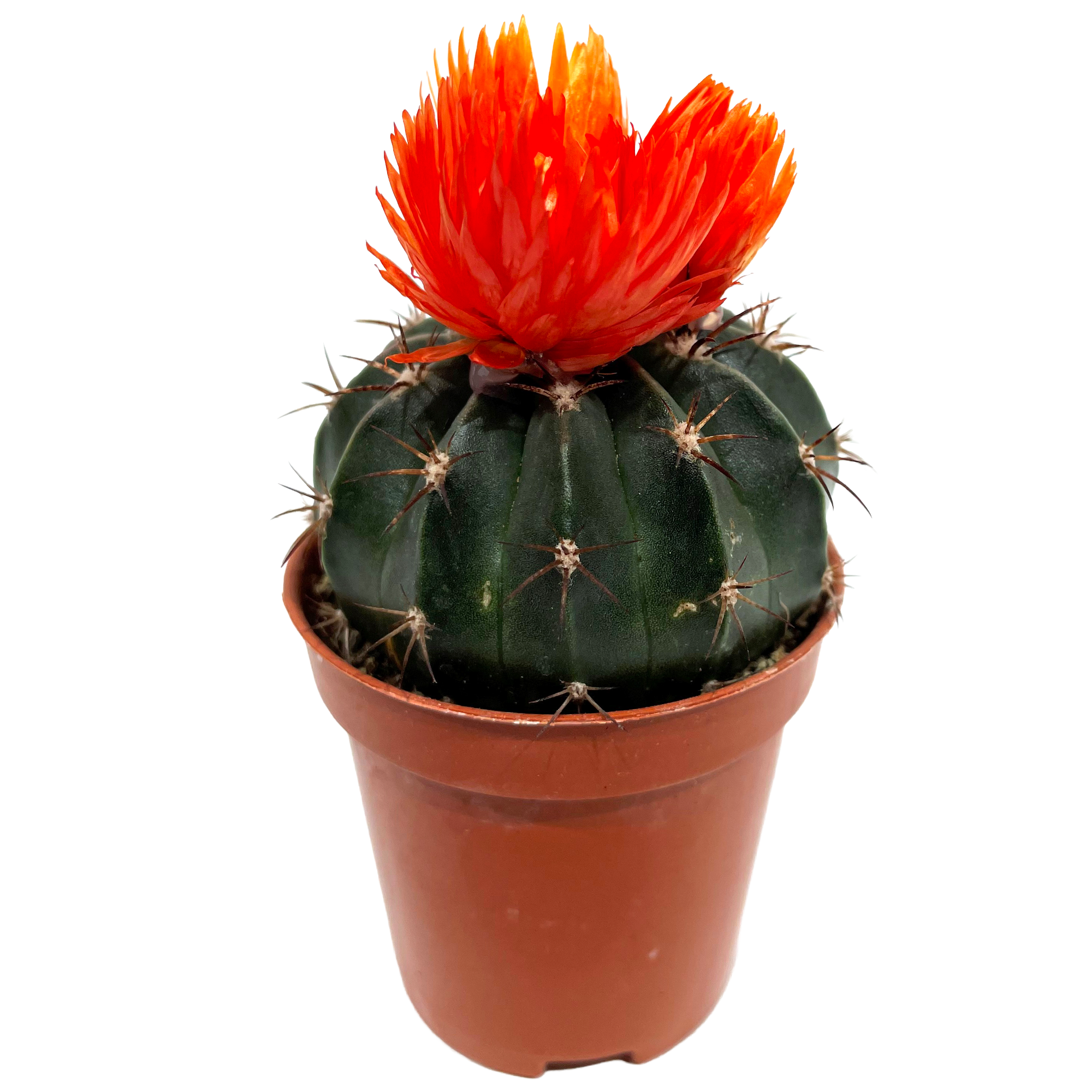 Kakteen verschiedene Sorten mit Strohblüten 5,5 cm Topf