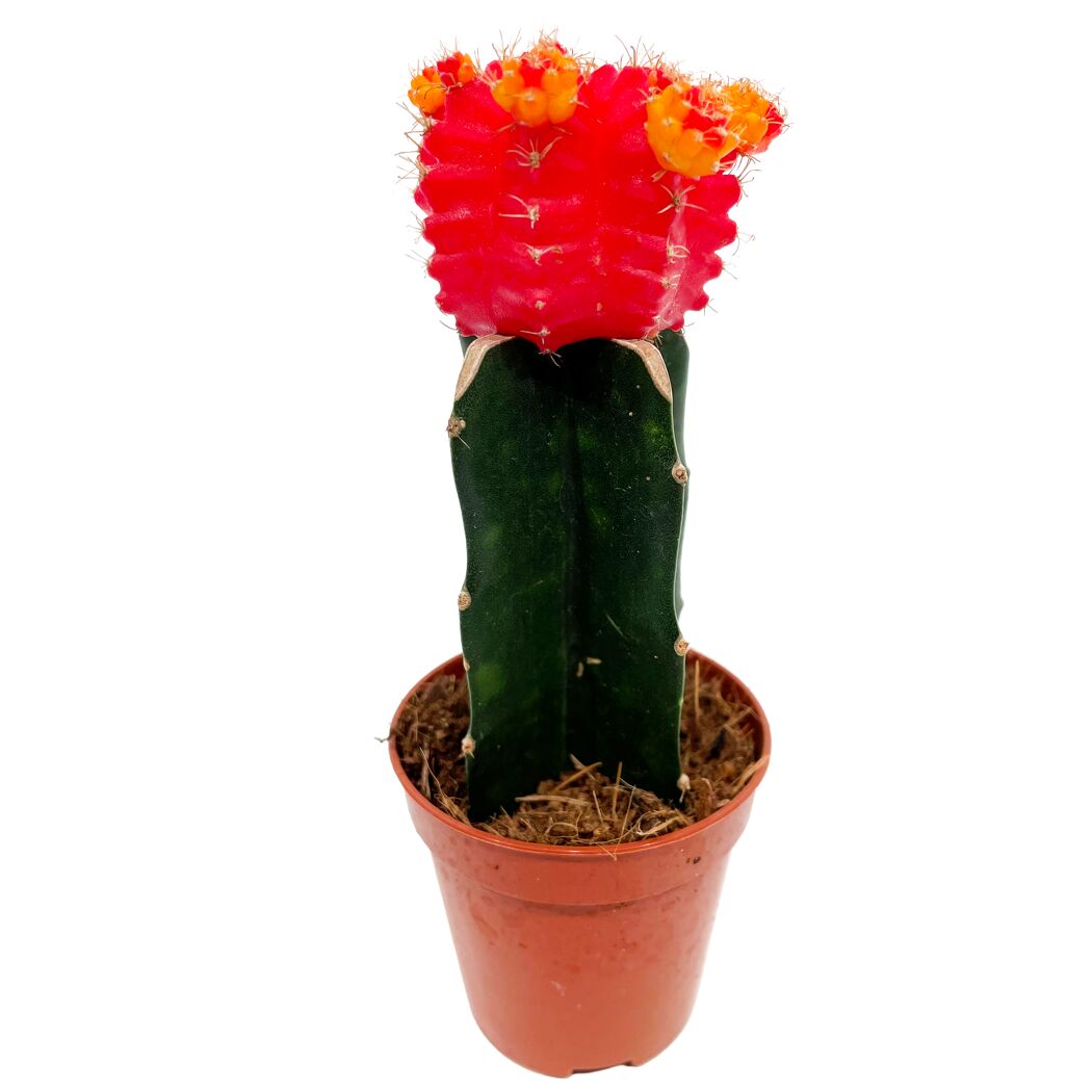 Veredelte Kakteen 5,5 cm Topf