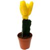 Veredelte Kakteen 5,5 cm Topf