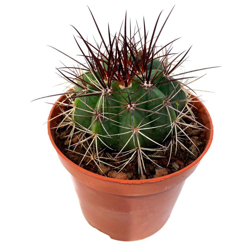 Kaktus verschiedene Sorten 8,5 cm Topf
