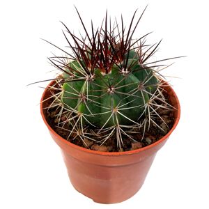Kaktus verschiedene Sorten 8,5 cm Topf