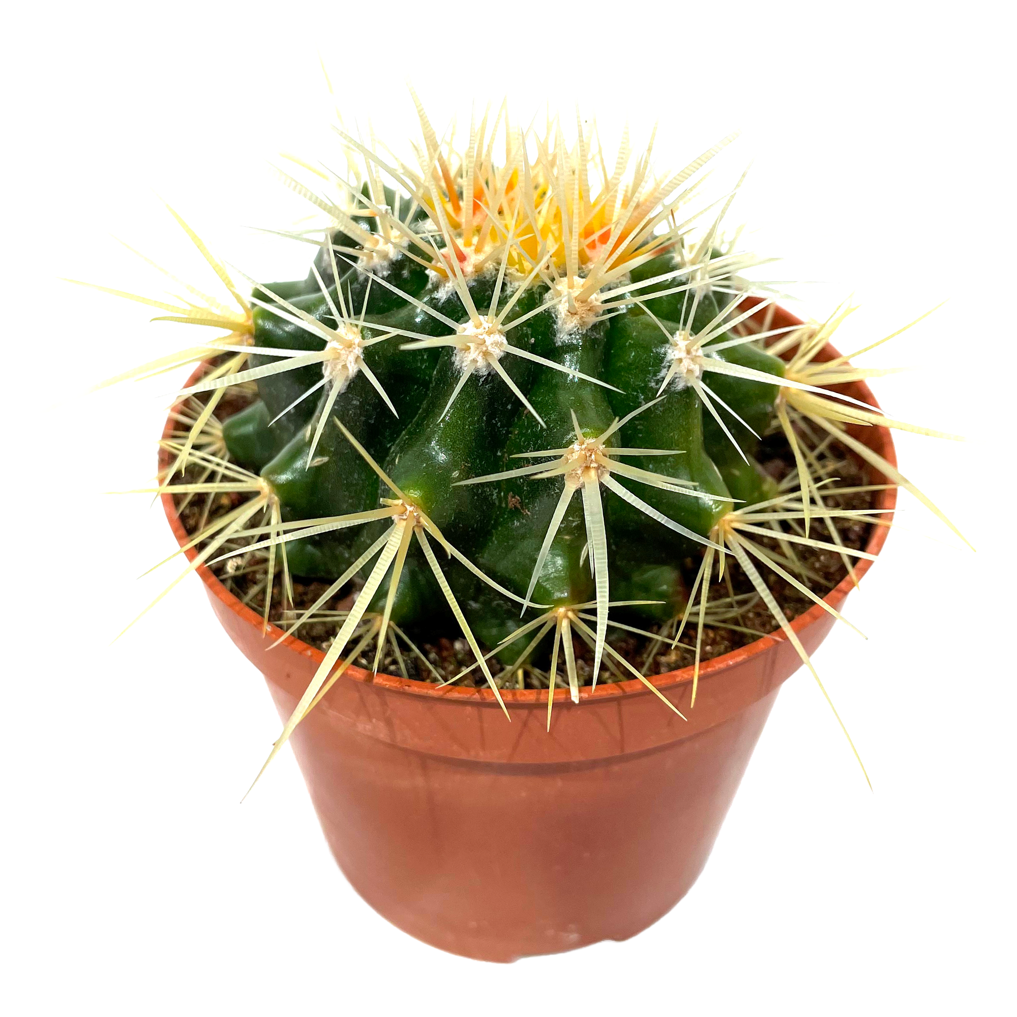 Kaktus verschiedene Sorten 8,5 cm Topf