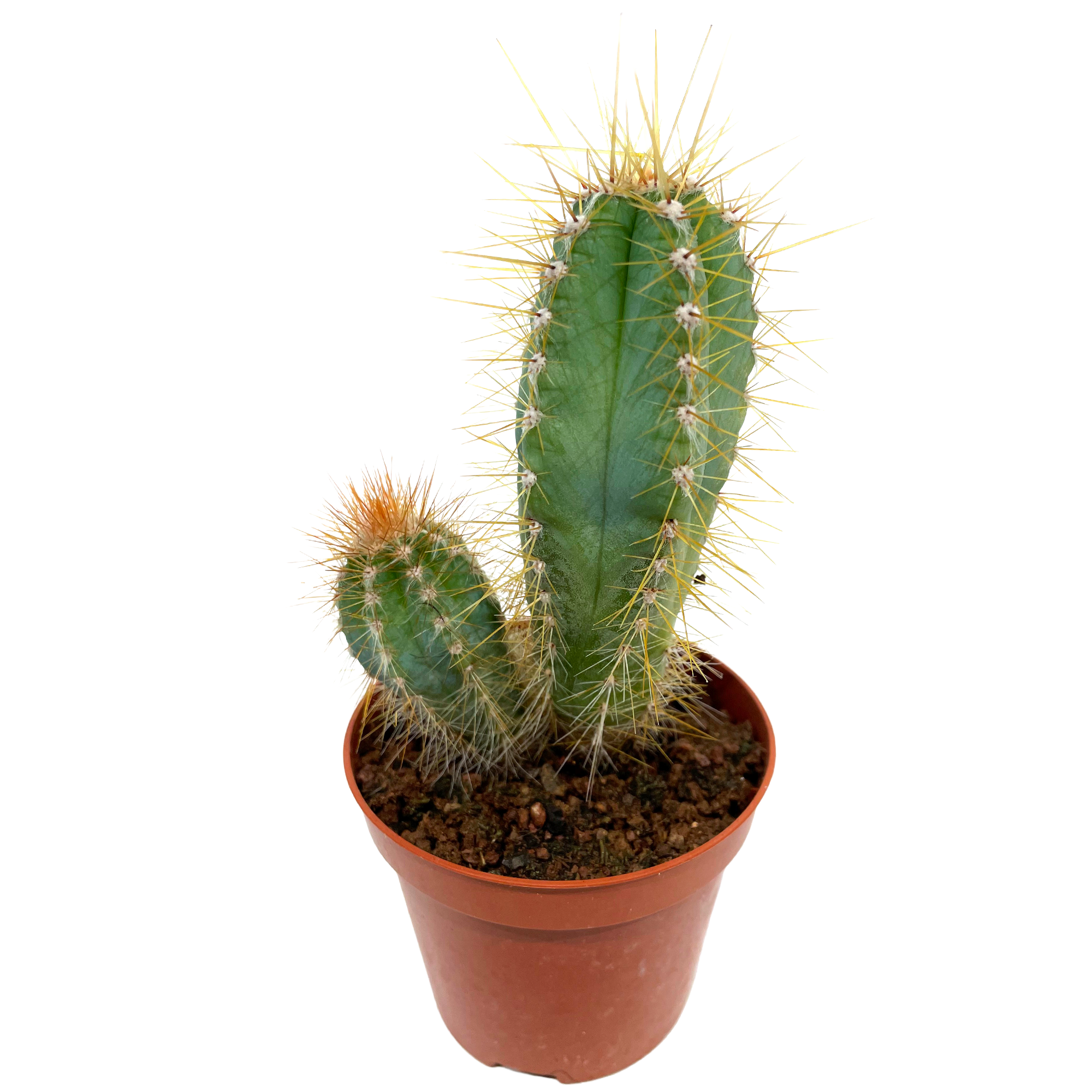 Kaktus verschiedene Sorten 8,5 cm Topf