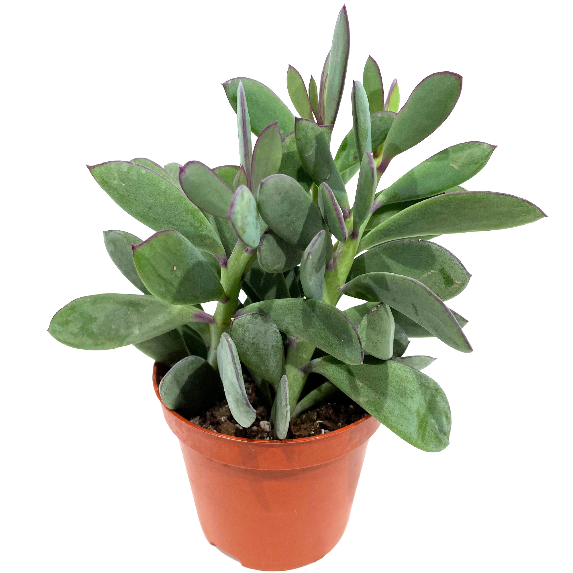 Sukkulente verschiedene Sorten 8,5 cm Topf