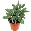 Sukkulente verschiedene Sorten 8,5 cm Topf