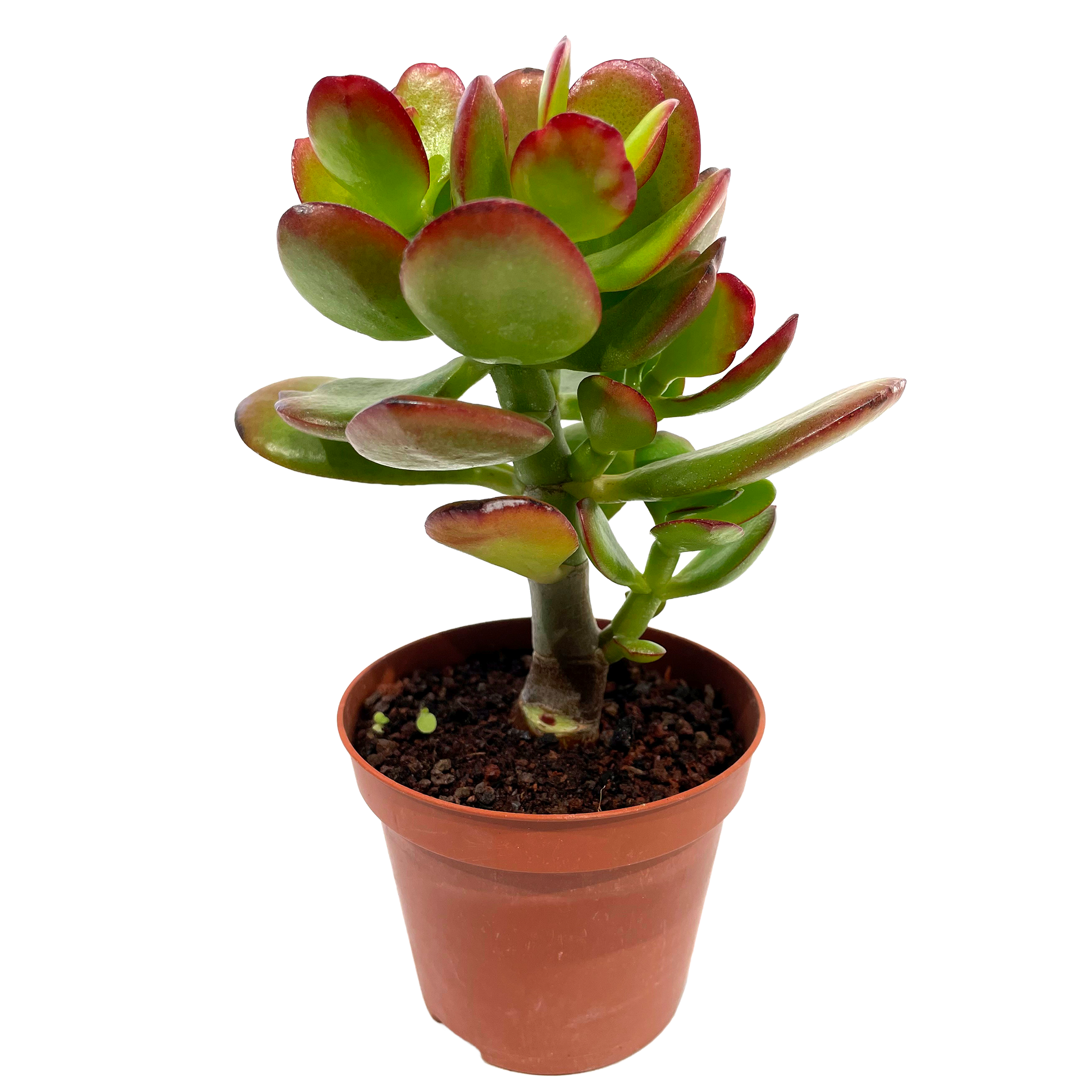 Sukkulente verschiedene Sorten 8,5 cm Topf