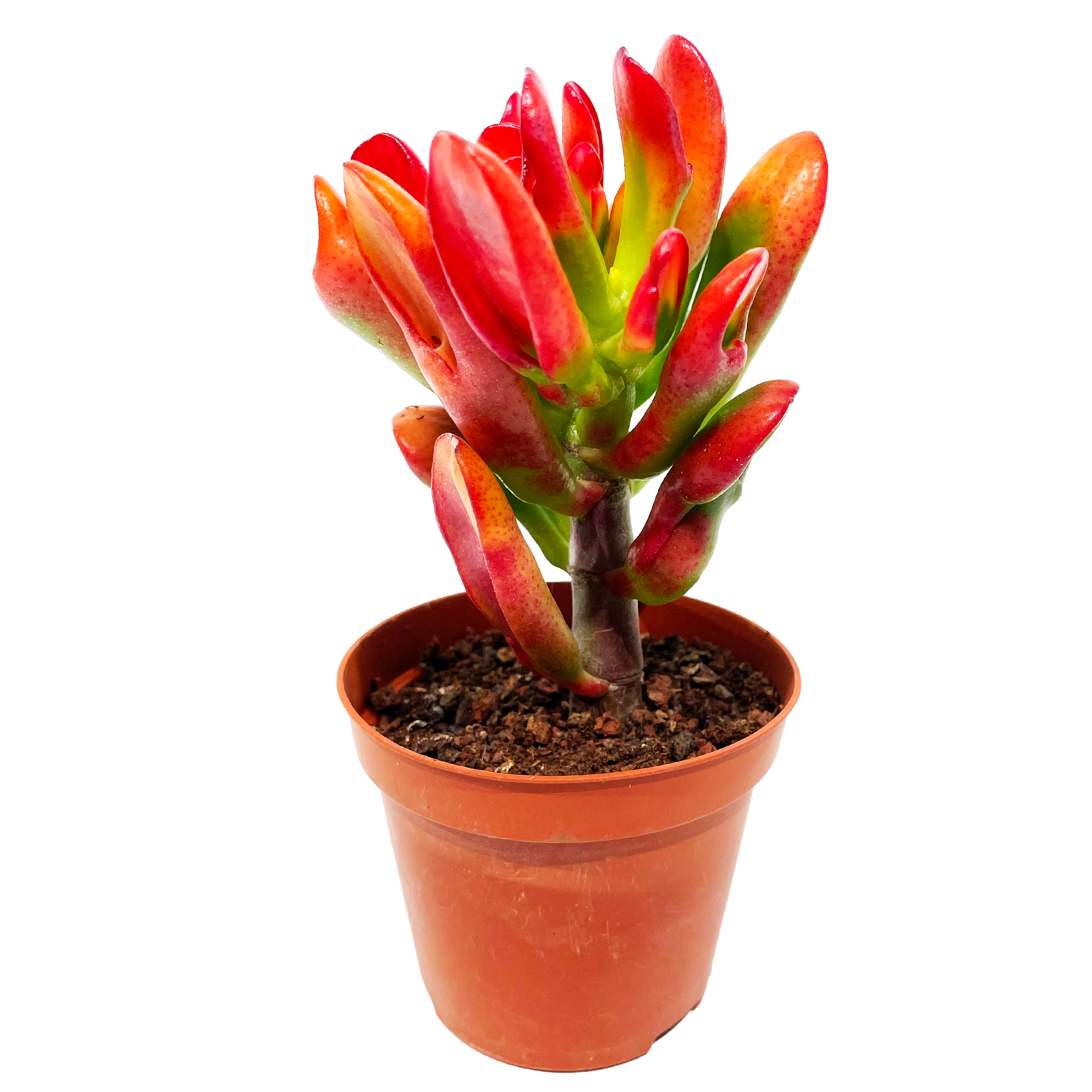 Sukkulente verschiedene Sorten 8,5 cm Topf