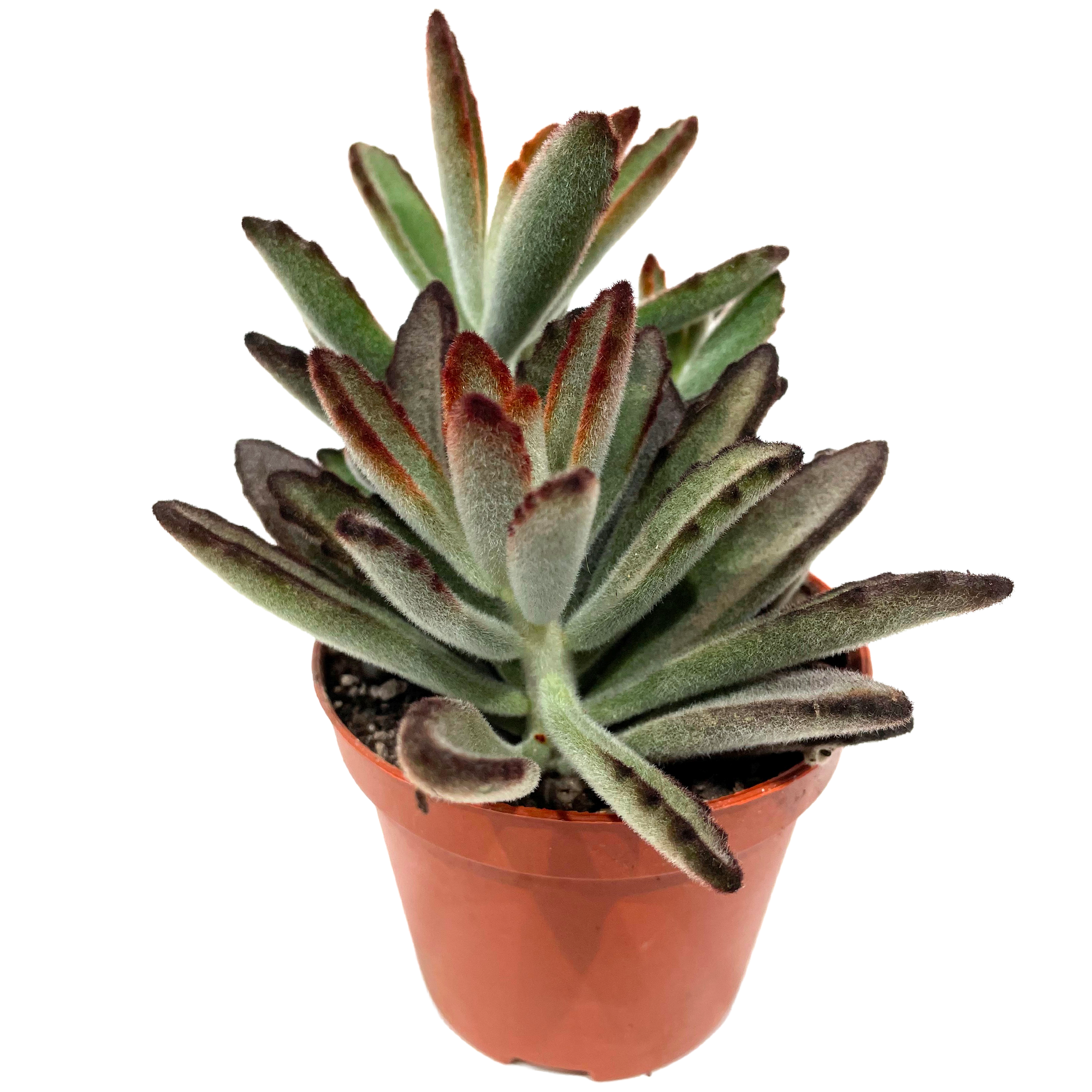 Sukkulente verschiedene Sorten 8,5 cm Topf