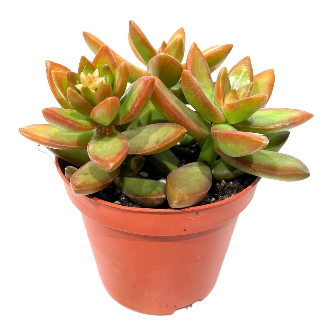 Sukkulente verschiedene Sorten 8,5 cm Topf