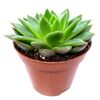 Echeveria verschiedene Sorten 8,5 cm Topf