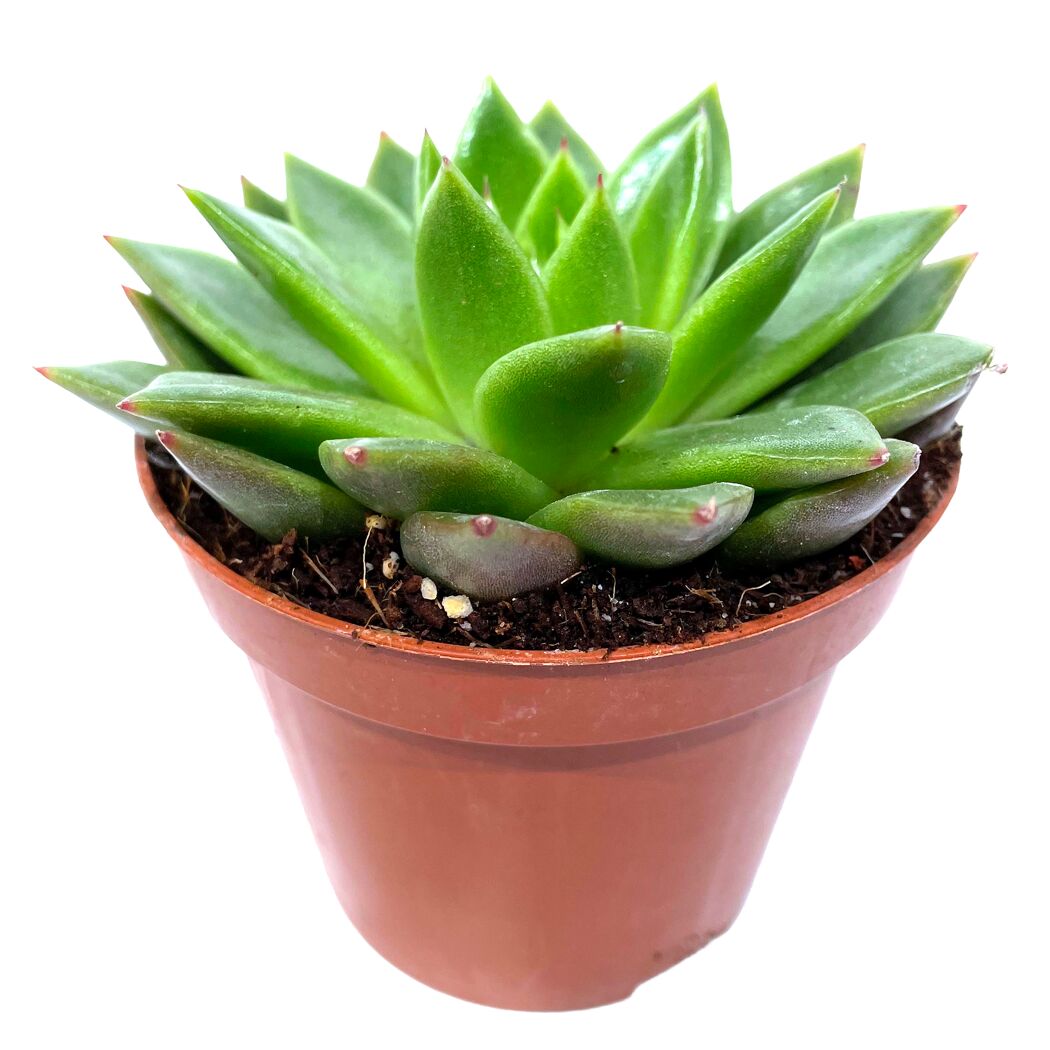 Echeveria verschiedene Sorten 8,5 cm Topf