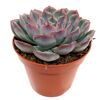 Echeveria verschiedene Sorten 8,5 cm Topf
