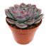 Echeveria verschiedene Sorten 8,5 cm Topf