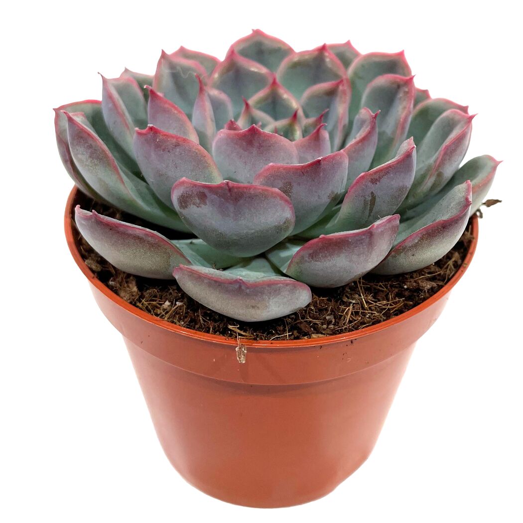Echeveria verschiedene Sorten 8,5 cm Topf