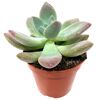 Echeveria verschiedene Sorten 8,5 cm Topf