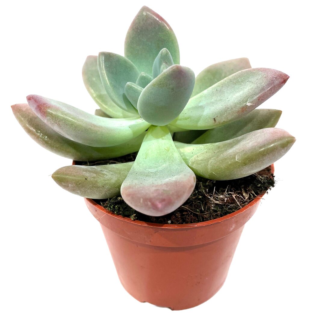 Echeveria verschiedene Sorten 8,5 cm Topf