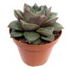 Echeveria verschiedene Sorten 8,5 cm Topf