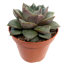 Echeveria verschiedene Sorten 8,5 cm Topf