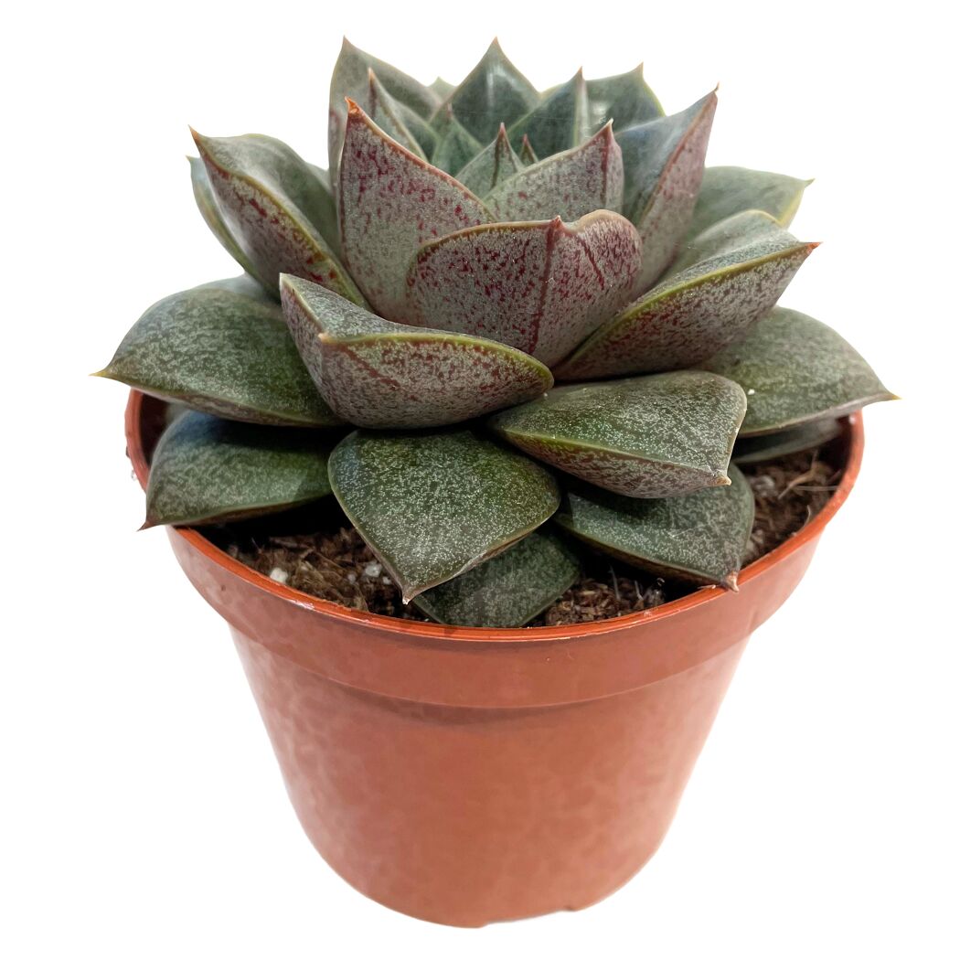 Echeveria verschiedene Sorten 8,5 cm Topf