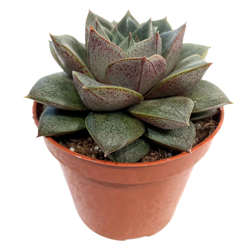 Echeveria verschiedene Sorten 8,5 cm Topf