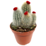 Kakteen verschiedene Sorten mit Strohblüten 8,5 cm Topf