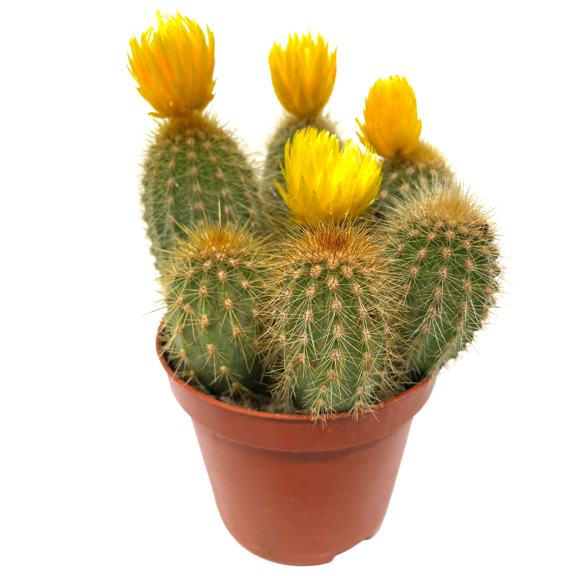 Kakteen verschiedene Sorten mit Strohblüten 8,5 cm Topf