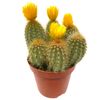 Kakteen verschiedene Sorten mit Strohblüten 8,5 cm Topf