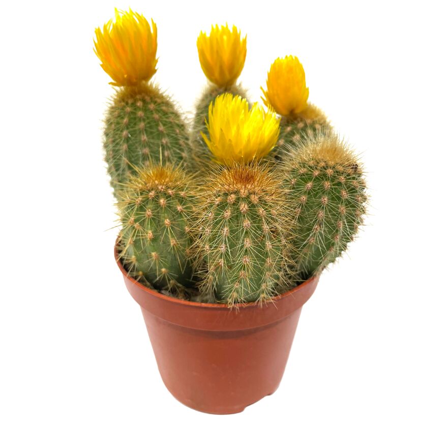 Kakteen verschiedene Sorten mit Strohblüten 8,5 cm Topf