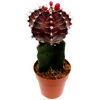 Veredelte Kakteen 8,5 cm Topf