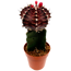 Veredelte Kakteen 8,5 cm Topf