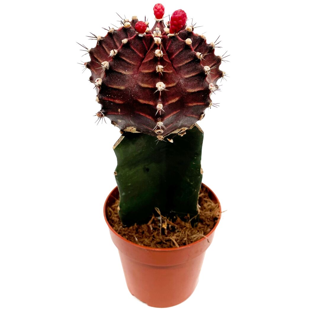 Veredelte Kakteen 8,5 cm Topf
