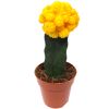 Veredelte Kakteen 8,5 cm Topf