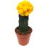 Veredelte Kakteen 8,5 cm Topf