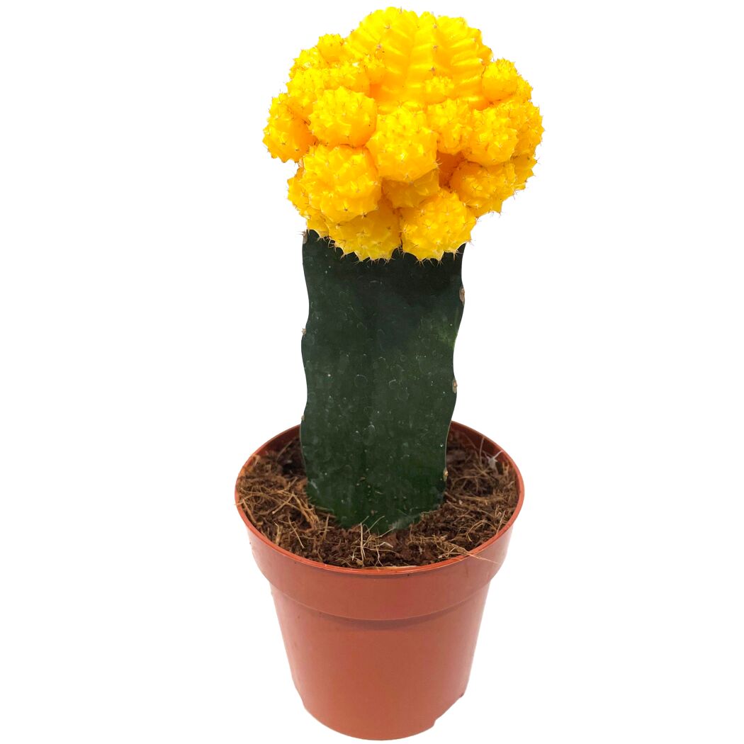 Veredelte Kakteen 8,5 cm Topf