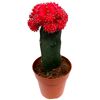 Veredelte Kakteen 8,5 cm Topf