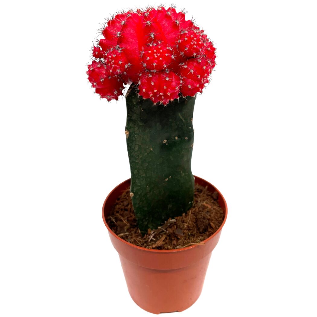 Veredelte Kakteen 8,5 cm Topf