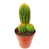 Kakteen verschiedene Sorten 12 cm Topf