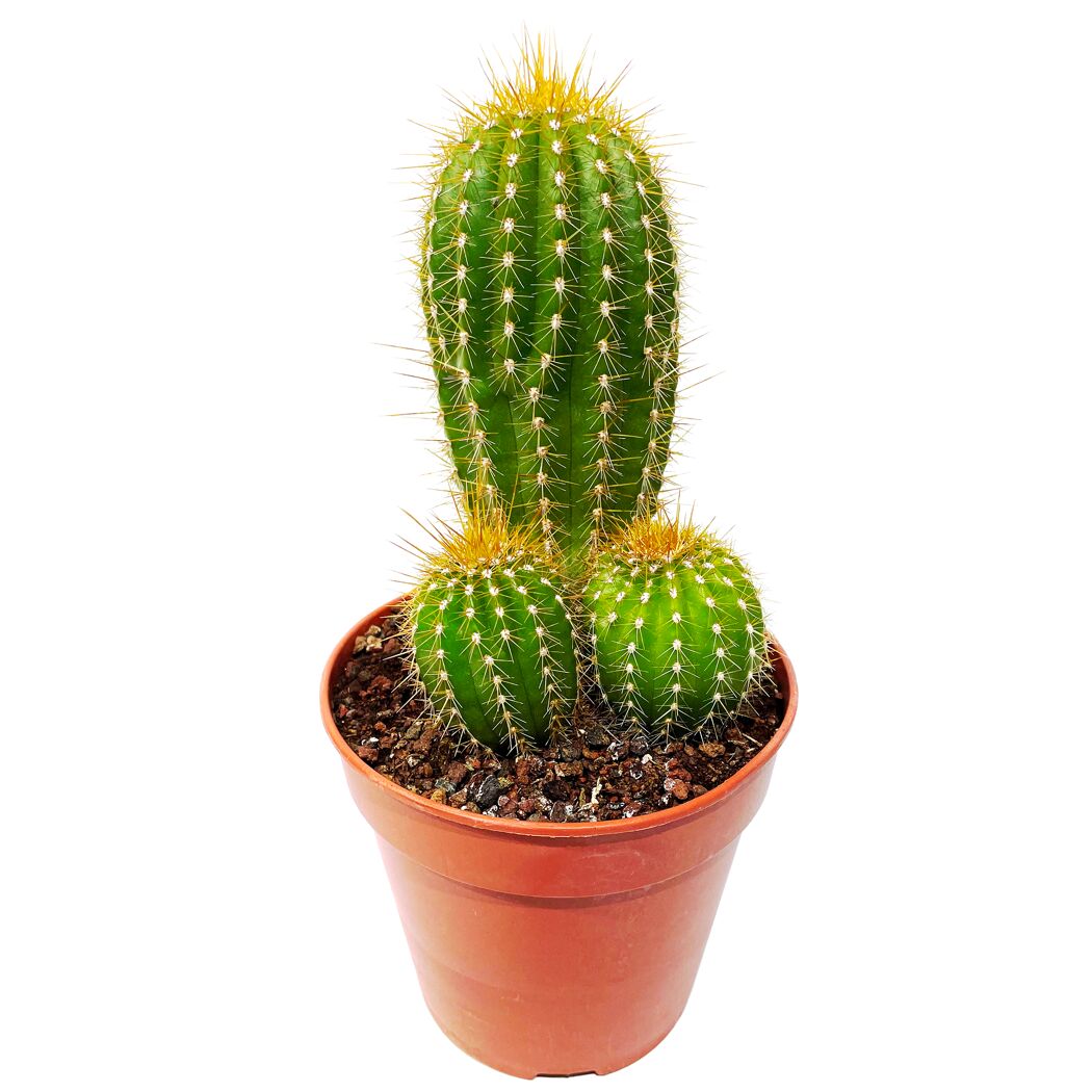 Kakteen verschiedene Sorten 12 cm Topf