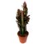 Wolfsmilch verschiedene Sorten 12 cm Topf