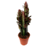 Wolfsmilch verschiedene Sorten 12 cm Topf